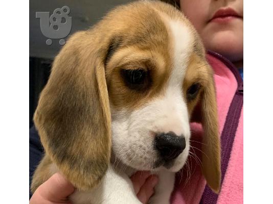 Όμορφα κουτάβια Beagle για καλό σπίτι